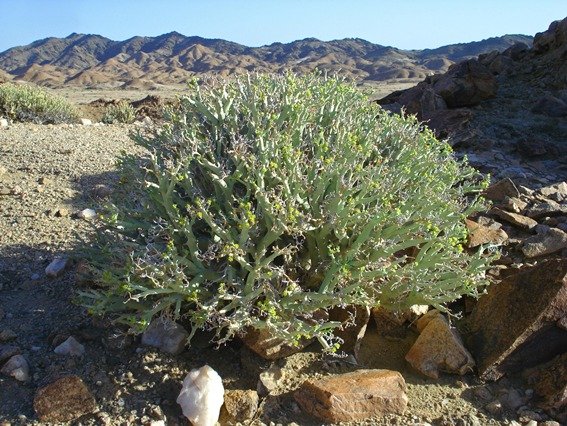 Euphorbia gariepina